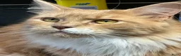 Maine Coon cats for sale: Pedigree Maine coon - Advert 13