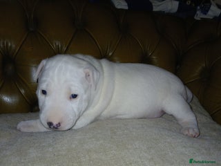 English Bull Terrier dogs - Advert 2