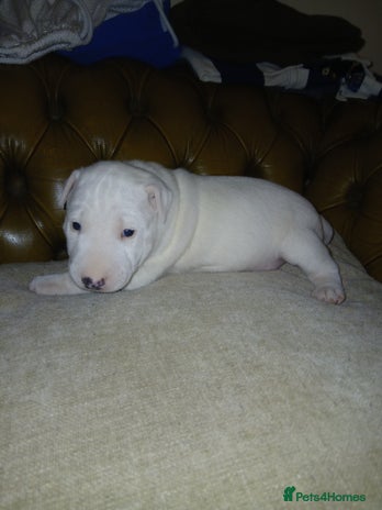English Bull Terrier dogs - Advert 3