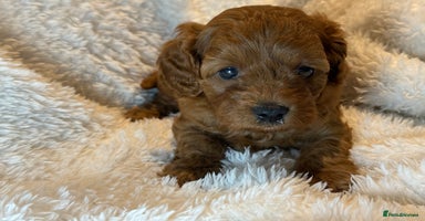 Cavapoo dogs - Advert 2