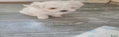 Maltese Puppy 1