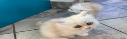 Persian cats for sale: Persian kittens in Rugby - Advert 28