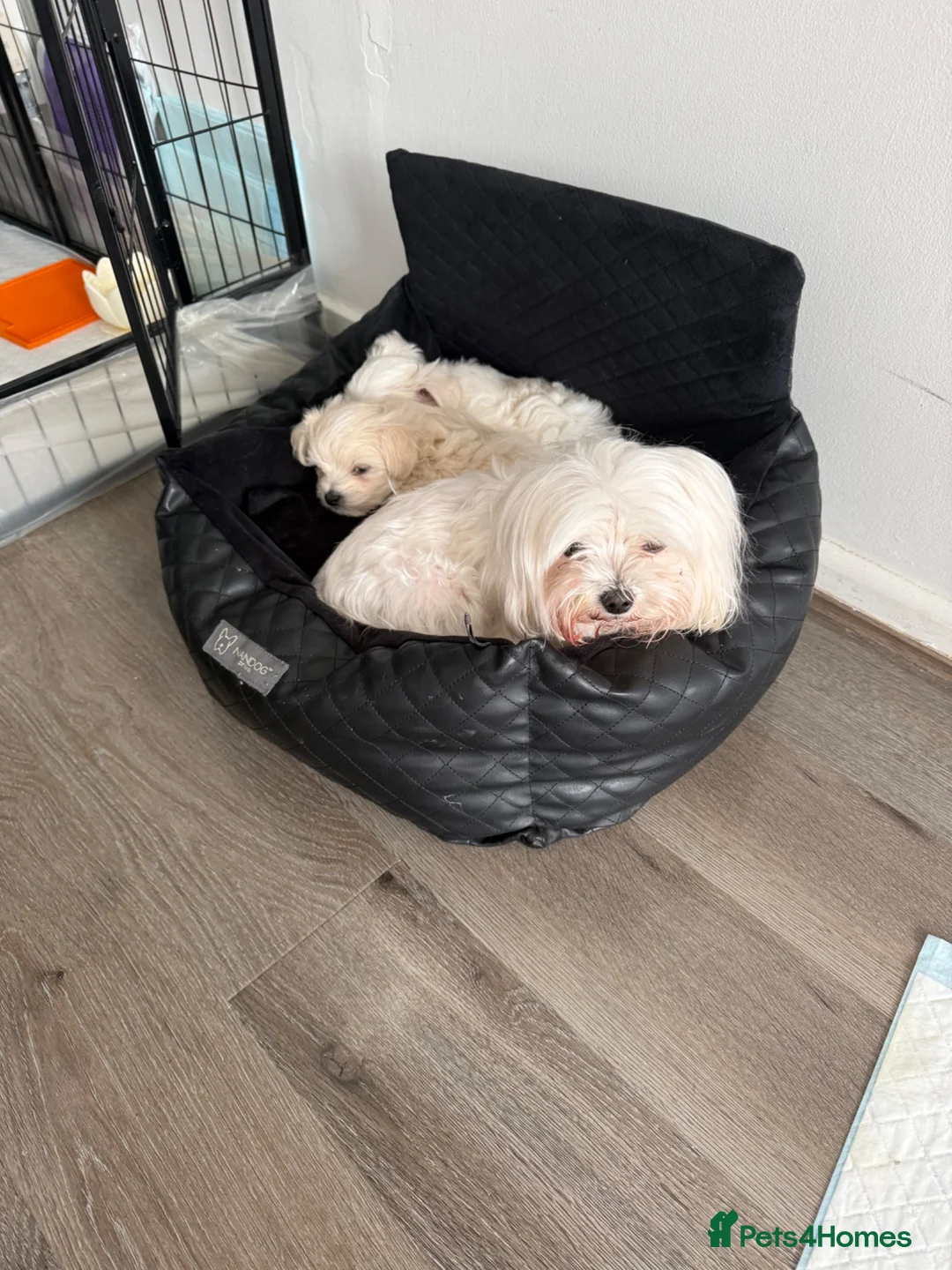 Maltipoo dogs for sale: Maltipoo - Advert 16