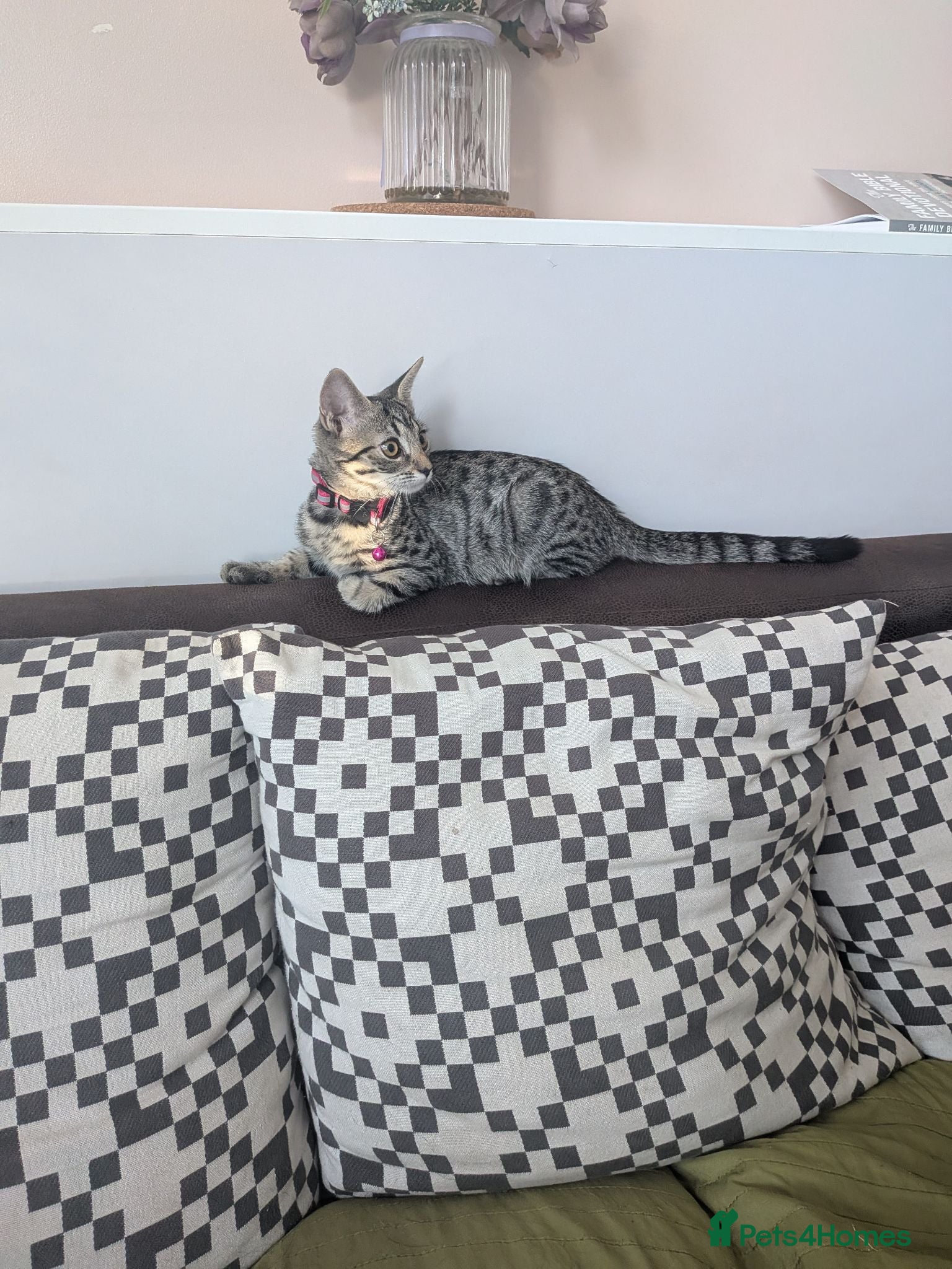 Mixed Breed cats Adorable kitten in London(SE18)😻😍😻 - Advert 1