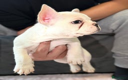 French Bulldog dogs for sale: SNUGGLY FRENCH BULLDOG PUPPIES - Image 4
