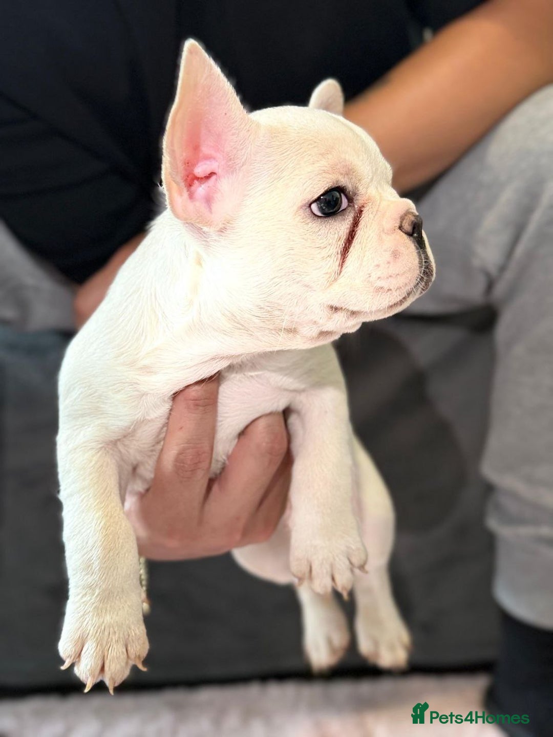 French Bulldog dogs for sale: SNUGGLY FRENCH BULLDOG PUPPIES - Image 4