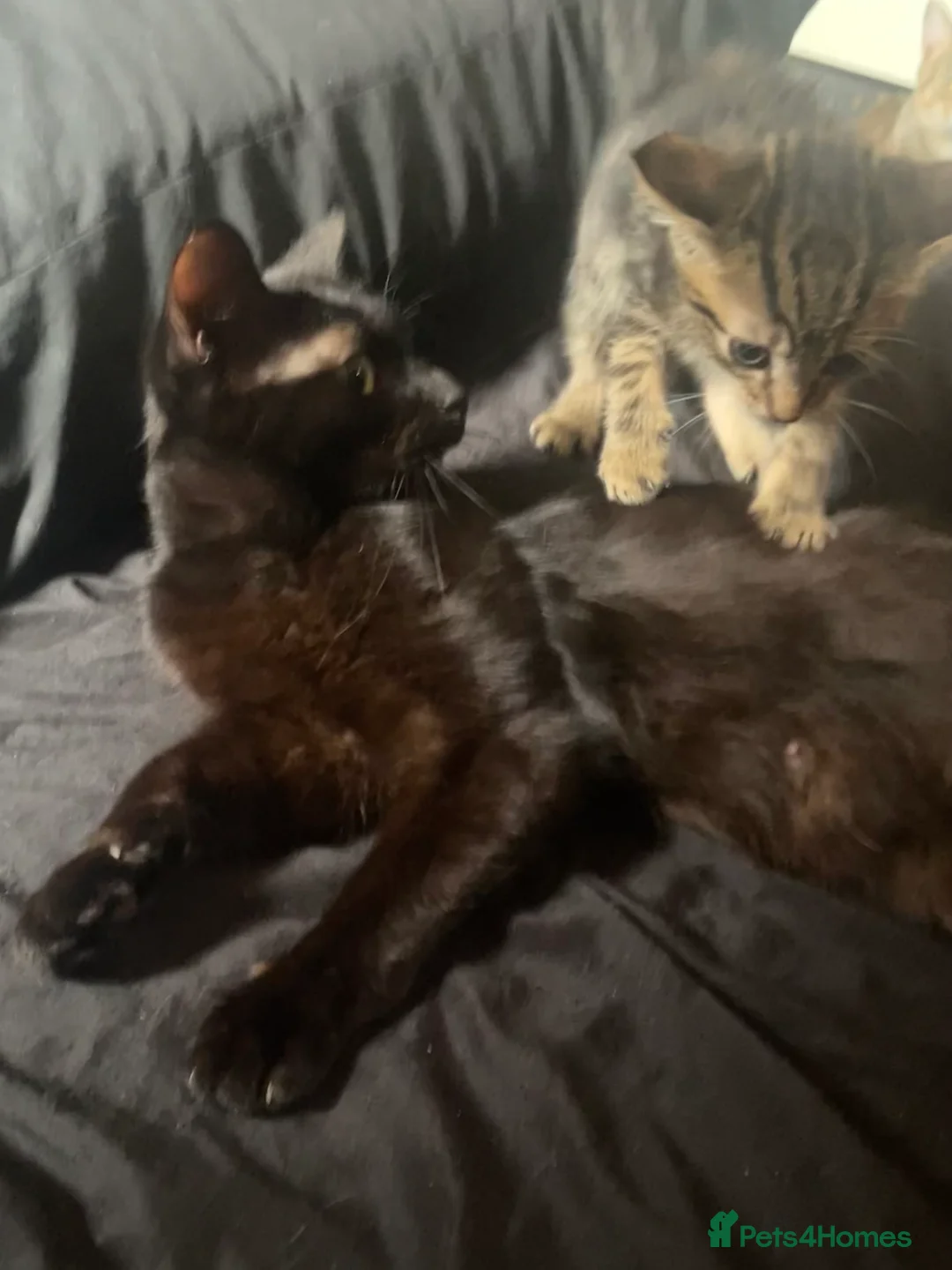 Mixed Breed cats for sale: Toast  in Telford - Advert 2