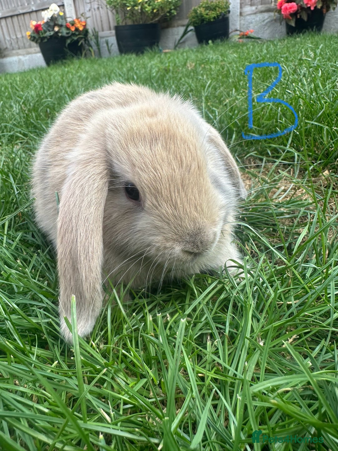 Mini Lop rabbits for sale: Mini Lop Rabbits For Sale  - Image 7