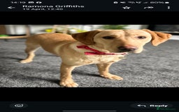 Labrador Retriever dogs for sale: Labrador retriever  - Image 4