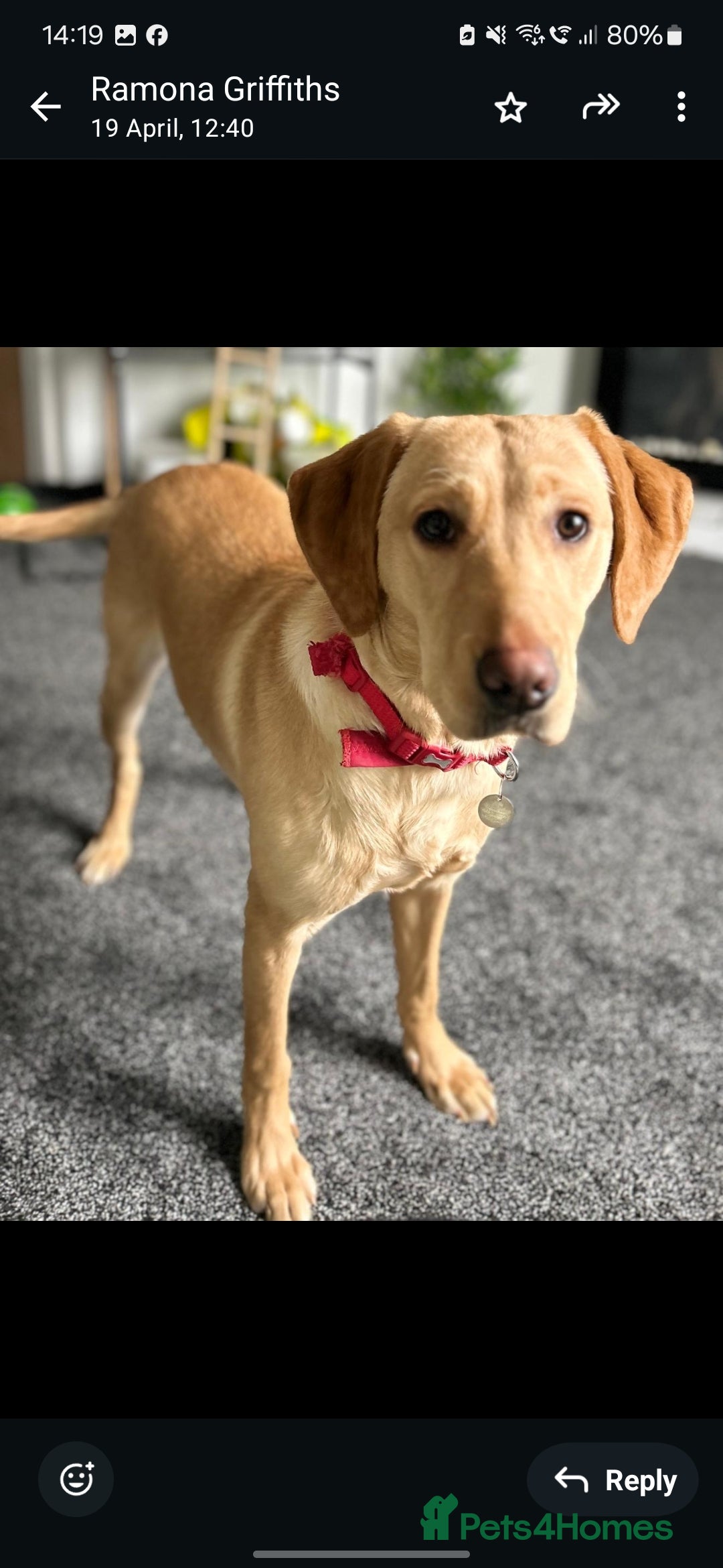 Labrador Retriever dogs for sale: Labrador retriever  - Image 4