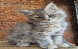 Maine Coon cats for sale: Beautiful Maine Coon kittens - Image 29