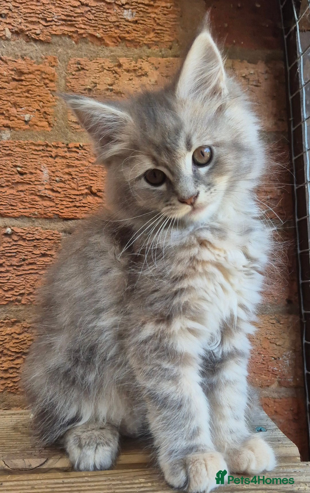 Maine Coon cats for sale: Beautiful Maine Coon kittens - Image 29