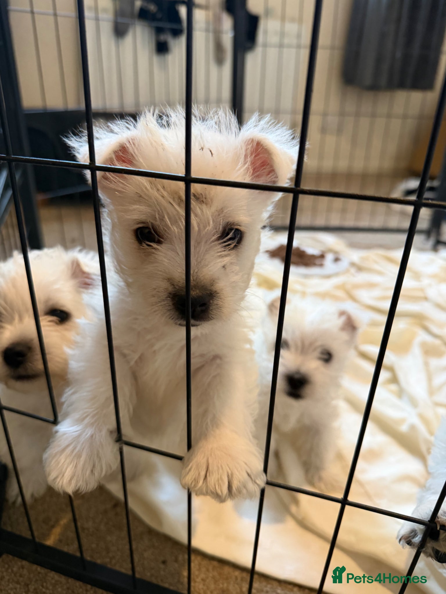 West Highland Terrier dogs for sale: Beautiful Westies - Advert 15