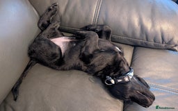 Mixed Breed dogs for sale: Ruby! - Advert 6