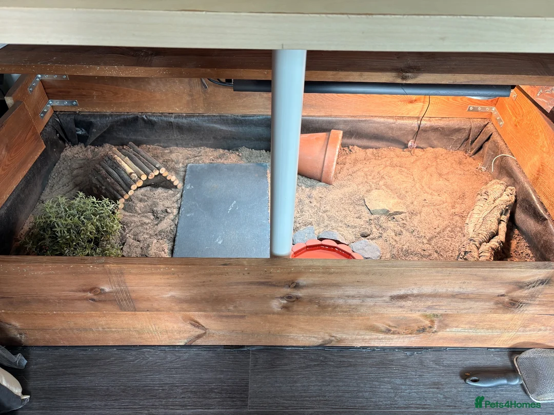Tortoise reptiles for sale: Female Horsefield Tortoise with full set up - Advert 2