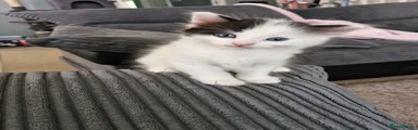 Mixed Breed Kitten 2