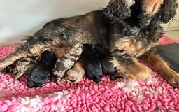 Cockapoo dogs for sale: Extensively health tested Cockapoo puppy’s  - Image 4