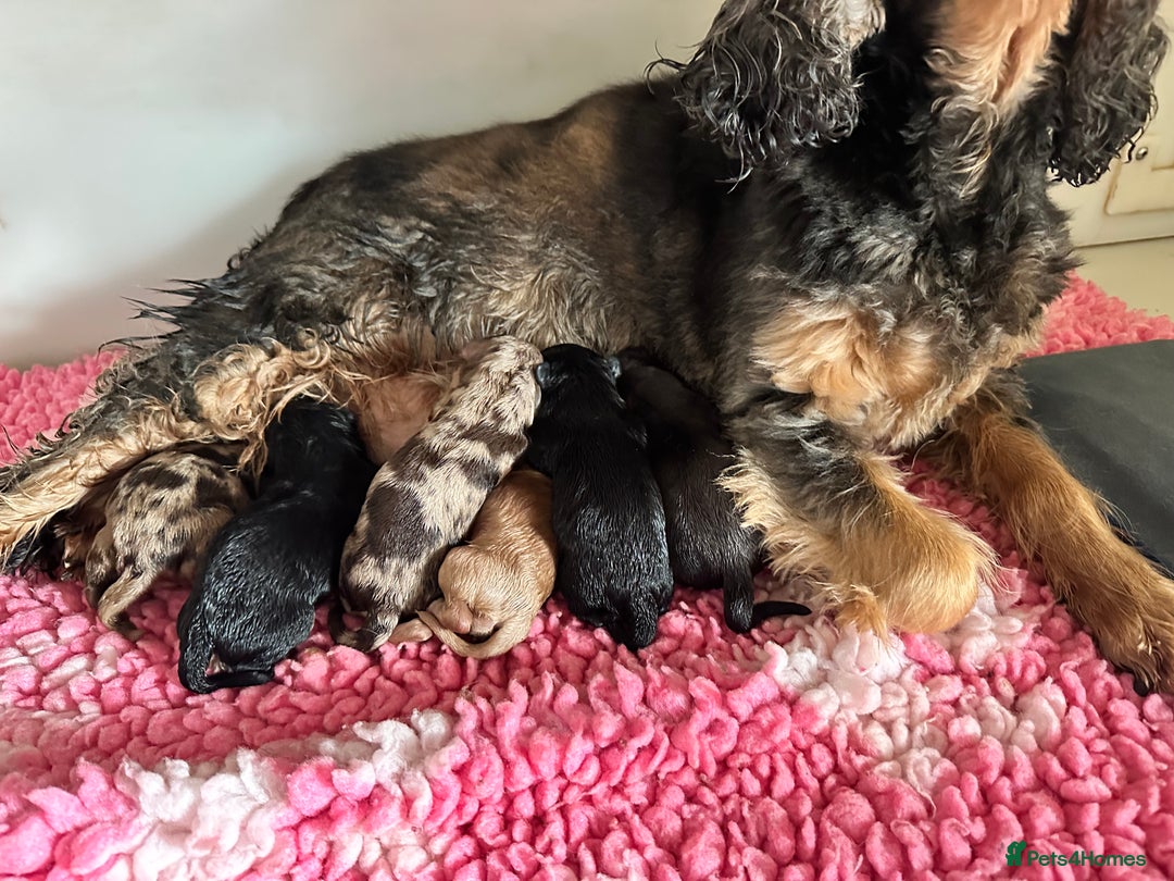 Cockapoo dogs for sale: Extensively health tested Cockapoo puppy’s  - Image 4