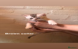 British Shorthair cats for sale: ✨British Shorthair Kittens ✨ - Image 1