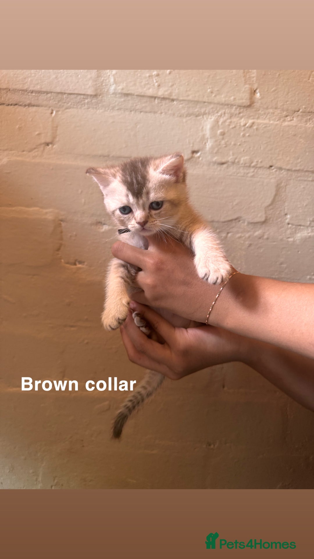 British Shorthair cats for sale: ✨British Shorthair Kittens ✨ - Image 1
