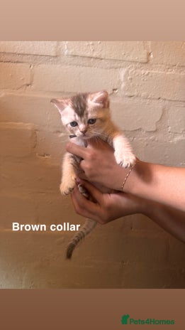 British Shorthair cats - Advert 6