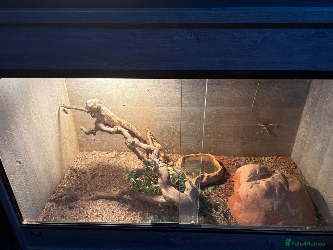 Bearded Dragon reptiles for sale: 4yr old Bearded Dragon and Viv. - Image 5