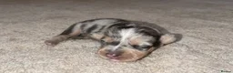 Miniature Dachshund dogs for sale: Wired dachund puppies  - Advert 24