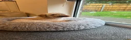 Cockapoo dogs for sale: Cockerpoo in Stevenage - Advert 4