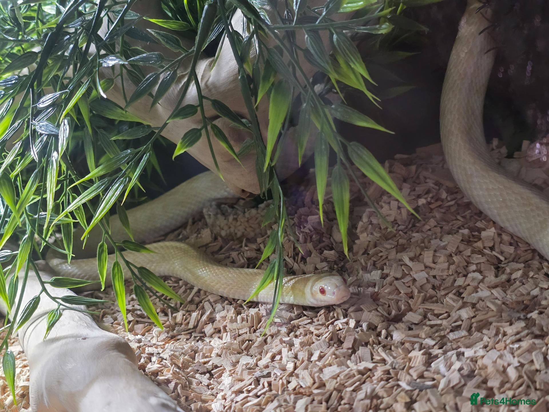 Corn Snake reptiles Female albino cornsnake approx 6 years old proven  - Advert 1