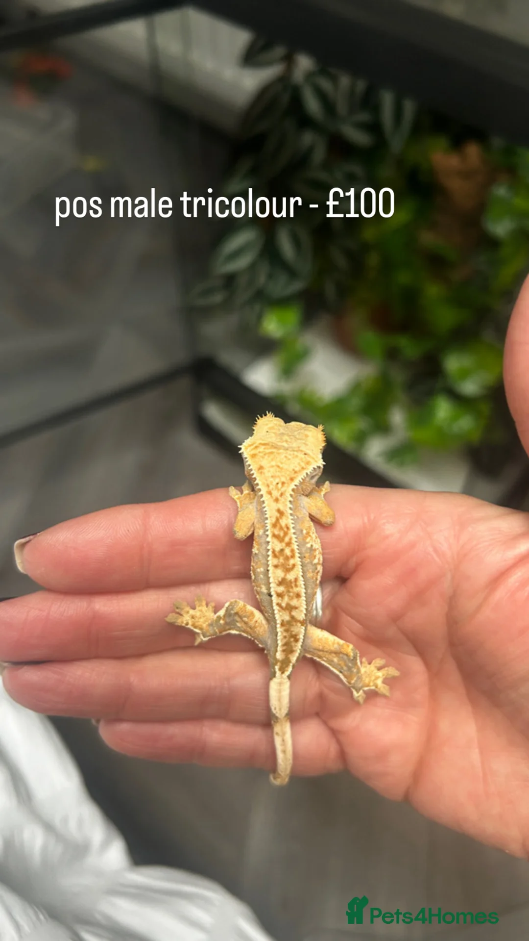 Mixed Breed reptiles for sale: Multiple Reptiles - Advert 2