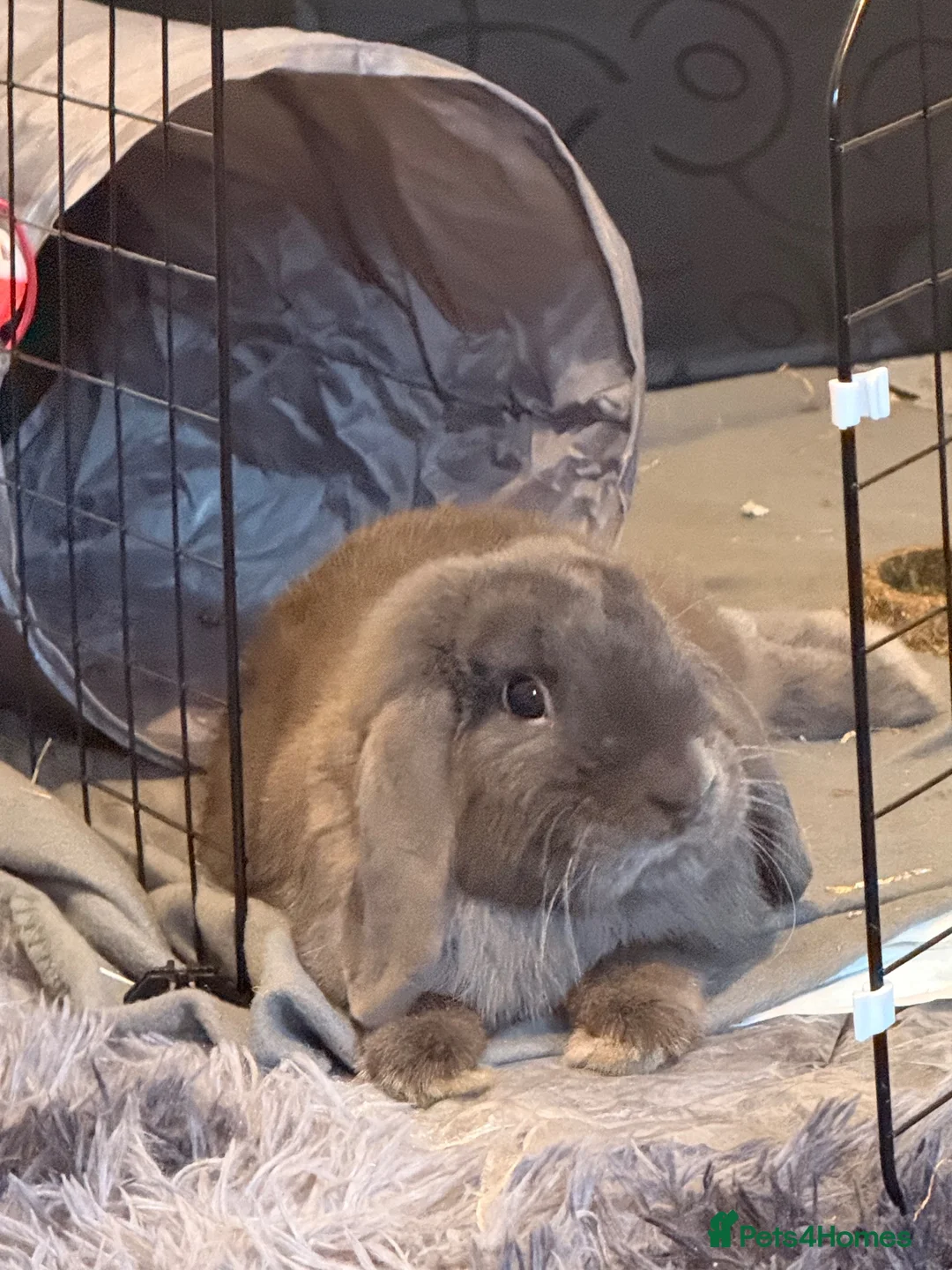 Mini Lop rabbits for sale: Loving Mini Lop  in Romford - Advert 2