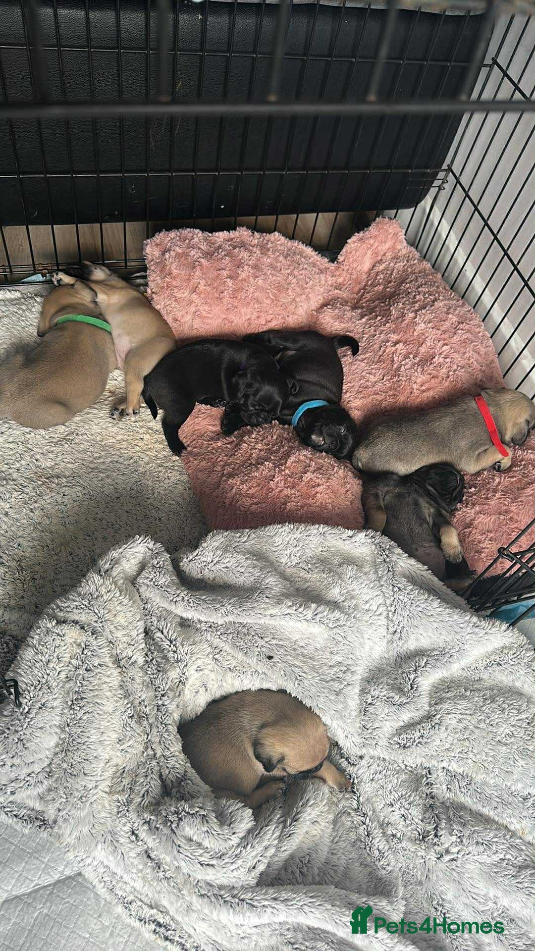 Pug dogs for sale: Pug puppies for sale  - Image 9