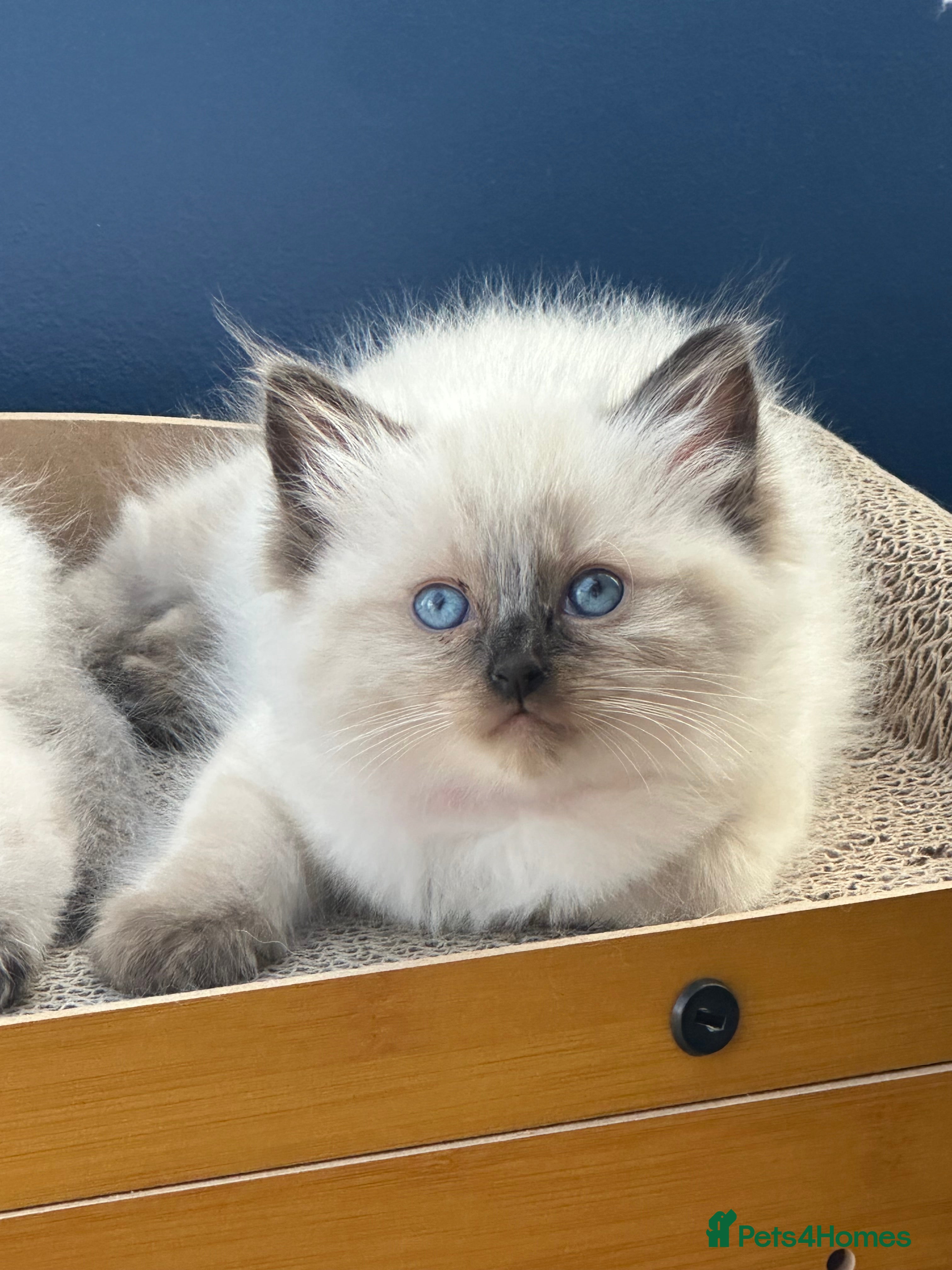 Ragdoll cats Ragdoll kittens *one female left* - Advert 13
