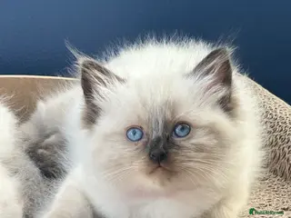 Ragdoll cats Ragdoll kittens *one female left* - Advert 13