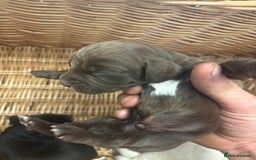 Cocker Spaniel dogs for sale: Cocker spaniel puppies  - Image 11