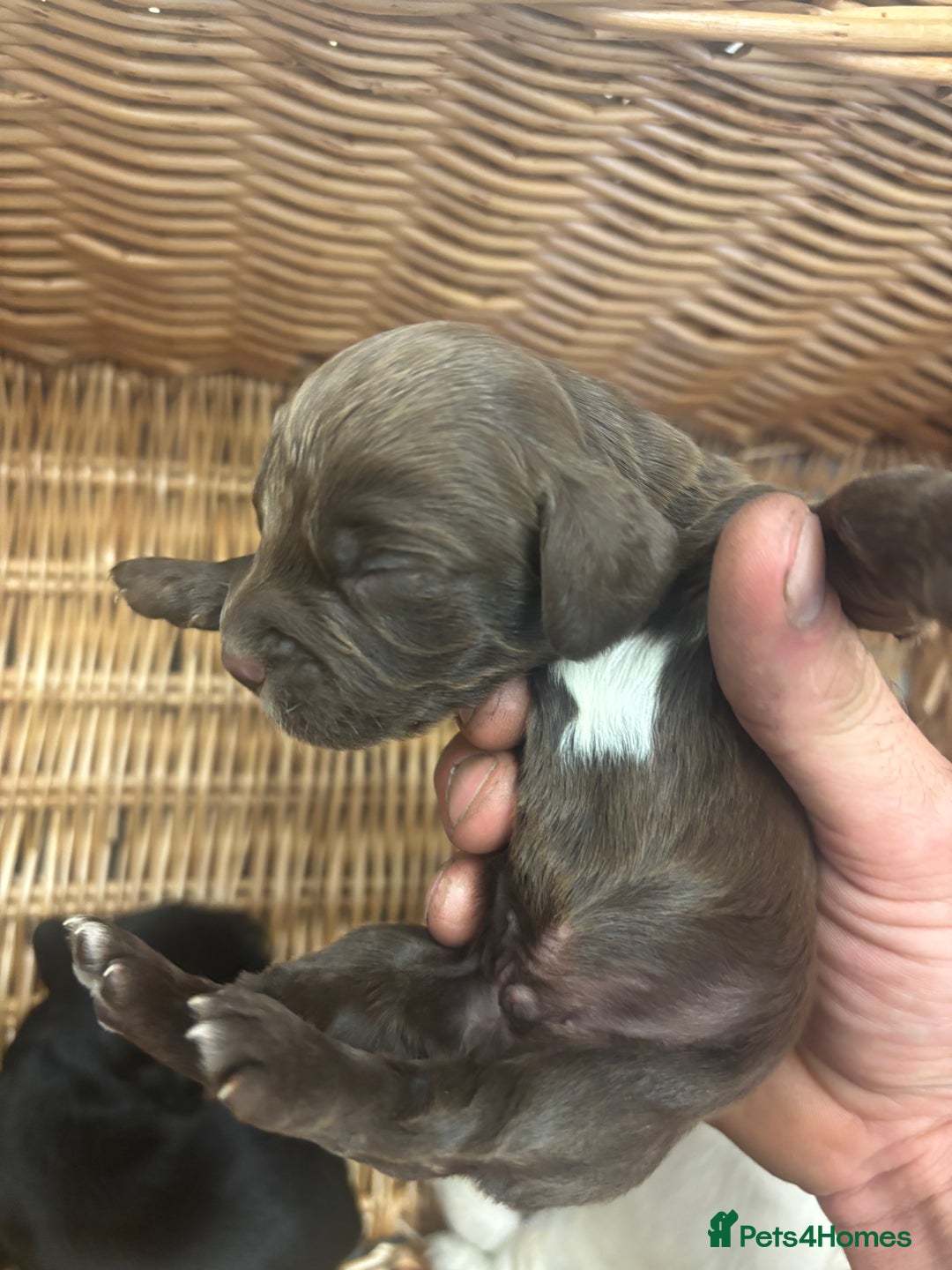 Cocker Spaniel dogs for sale: Cocker spaniel puppies  - Image 11