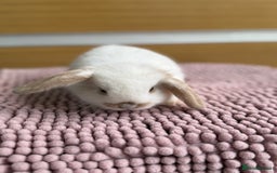 Mini Lop rabbits for sale: 4 baby mini lop bunnies  - Image 10