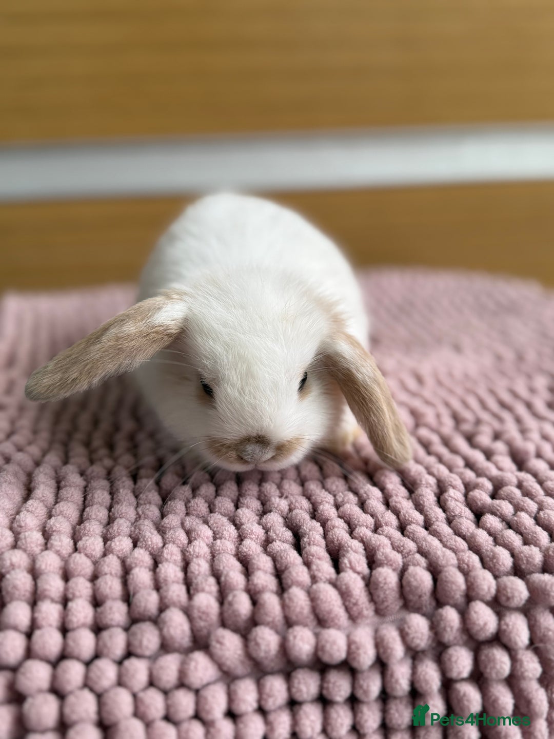 Mini Lop rabbits for sale: 4 baby mini lop bunnies  - Image 10