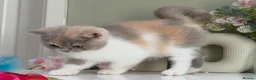 British Shorthair cats for sale: Gorgeous British Kittens - Advert 11