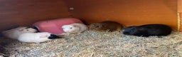 Guinea Pig rodents for sale: Handsome Baby boy Guineapigs available  - Advert 7