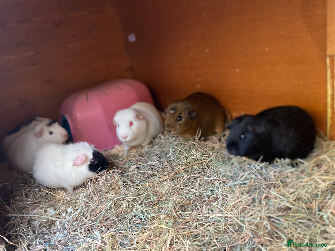 Guinea Pig rodents for sale: Handsome Baby boy Guineapigs available  - Advert 7