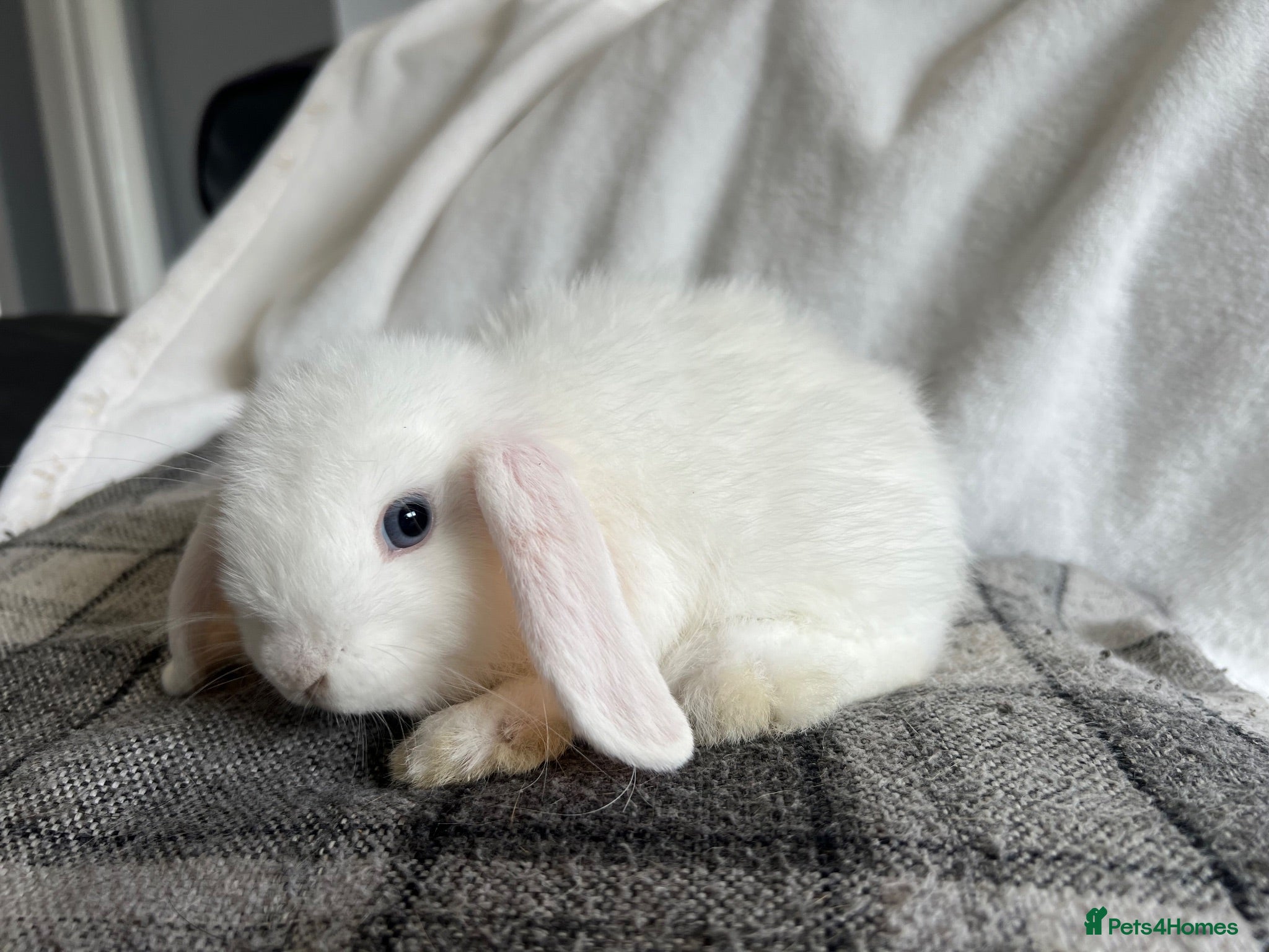 Mini Lop rabbits Mini Lops Available Now!  - Advert 6