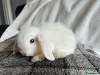 Mini Lop rabbits Mini Lops Available Now! - Advert 6