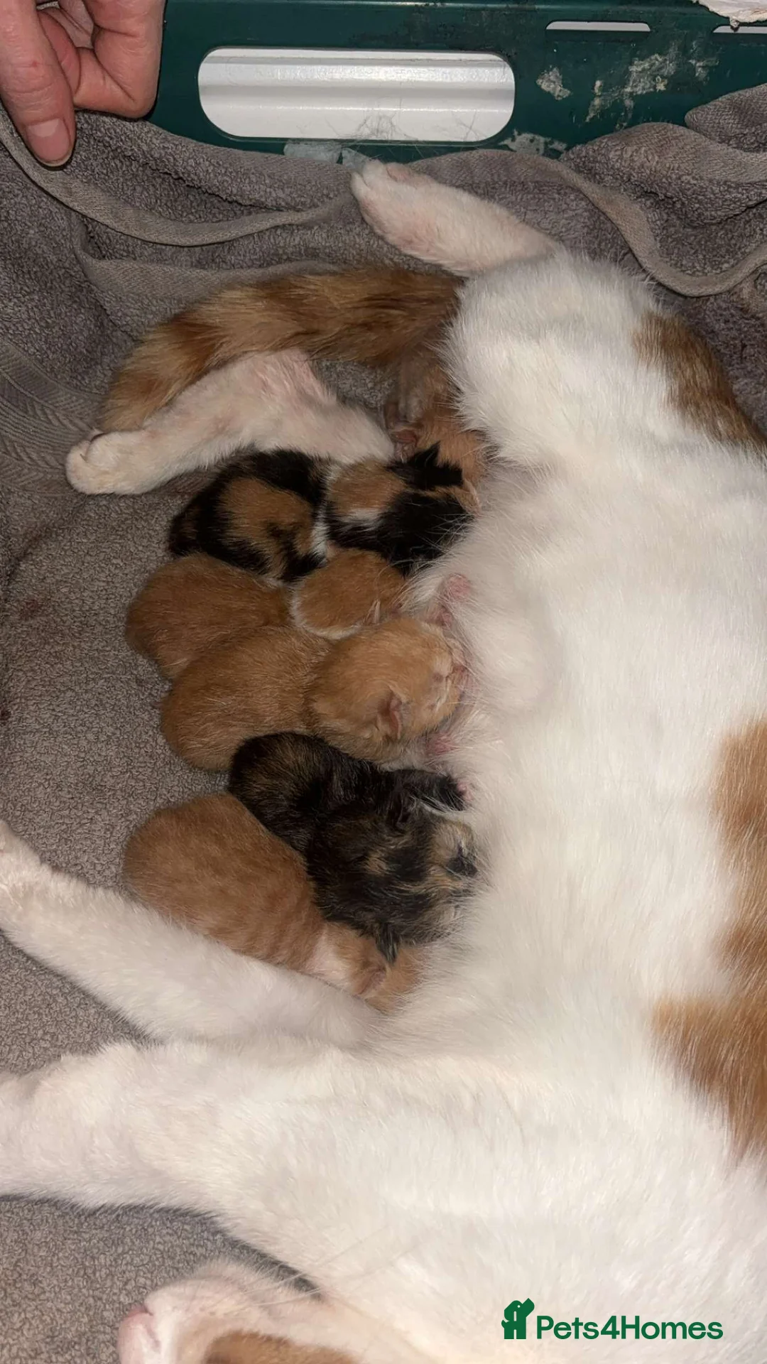 Mixed Breed cats for sale: 3 loving kittens ready to go 🌟  - Advert 2