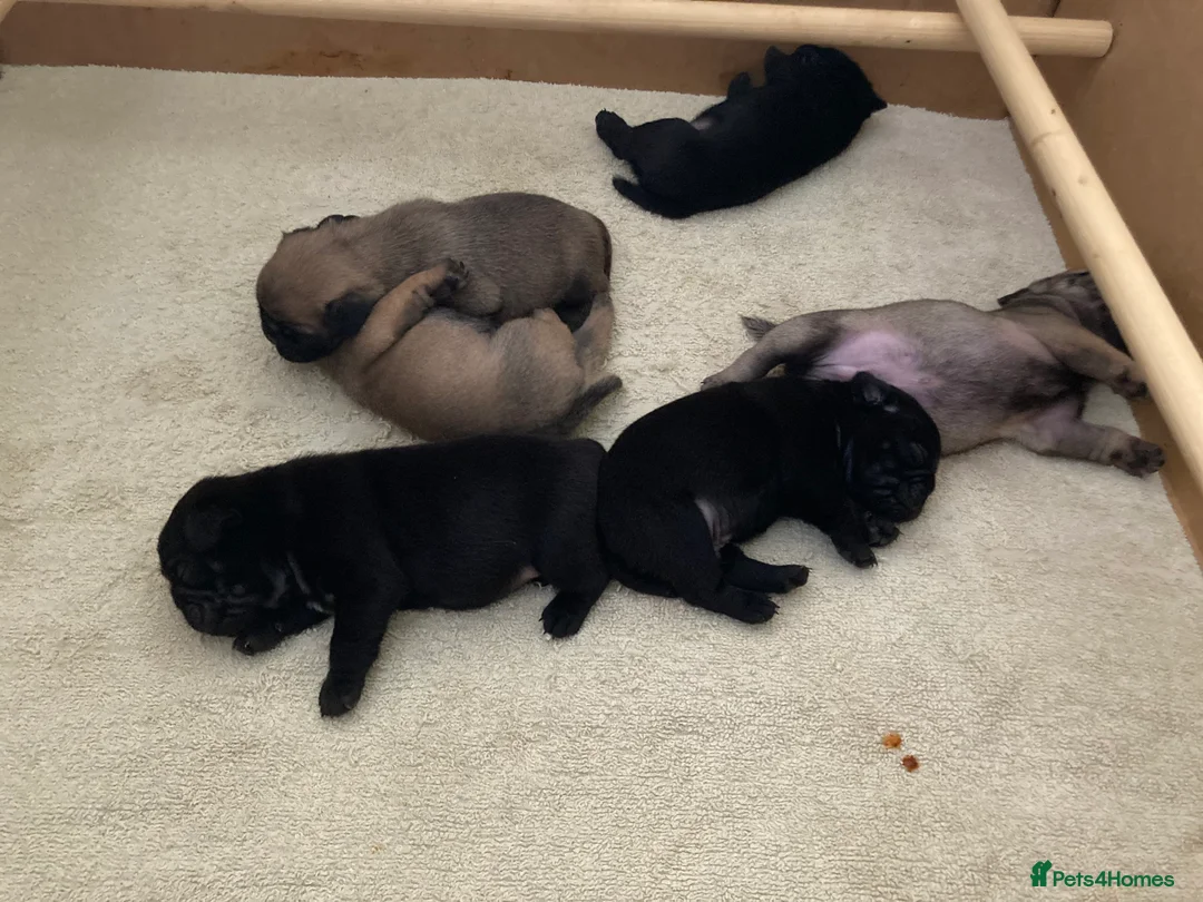Pug dogs for stud: Health tested black pug stud  in Stevenage - Advert 32
