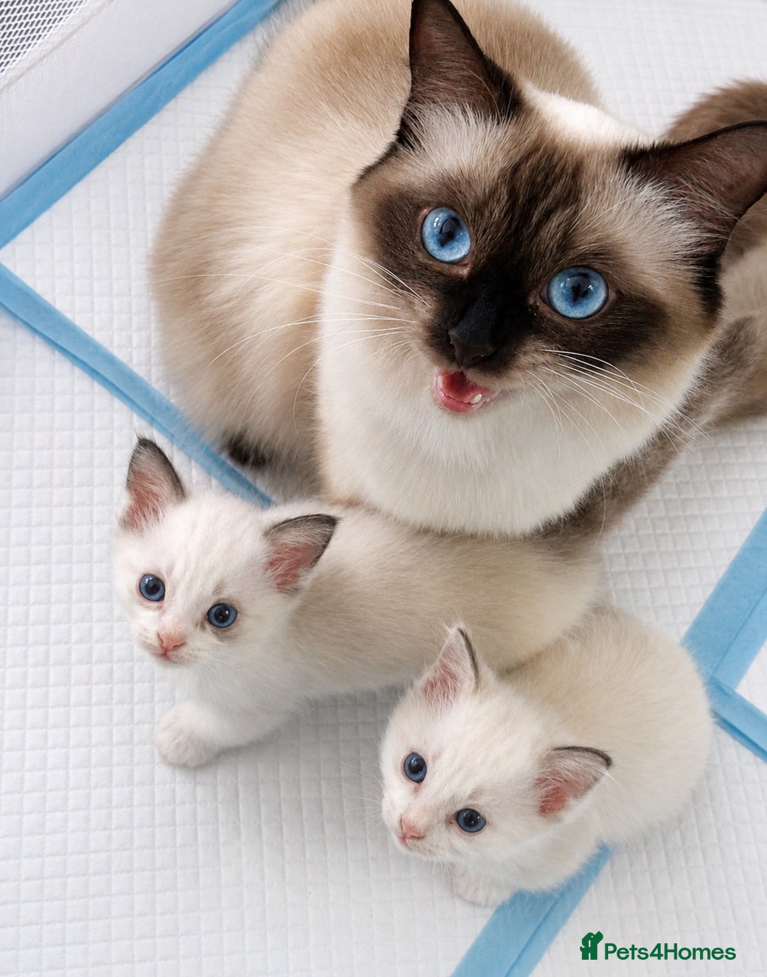 Ragdoll cats ✨ Beautiful Ragdoll Kitten Available ✨ - Advert 7