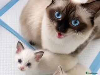 Ragdoll cats ✨ Beautiful Ragdoll Kitten Available ✨ - Advert 1