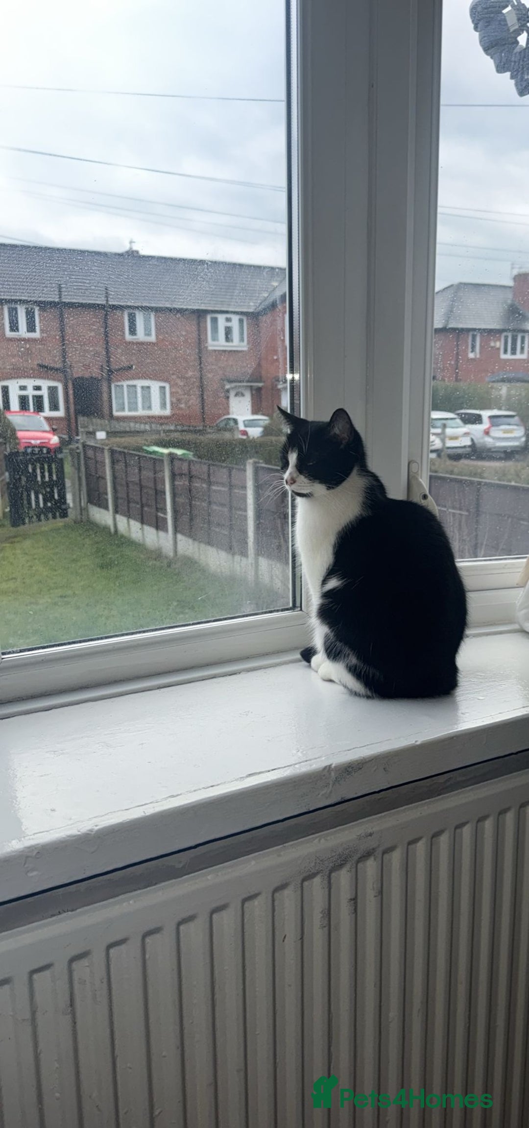 Mixed Breed cats for sale: Mixed Breed Female Cat Spayed+Microchipped   - Advert 3