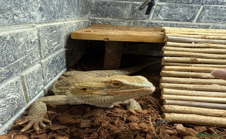 Bearded Dragon reptiles - Advert 1