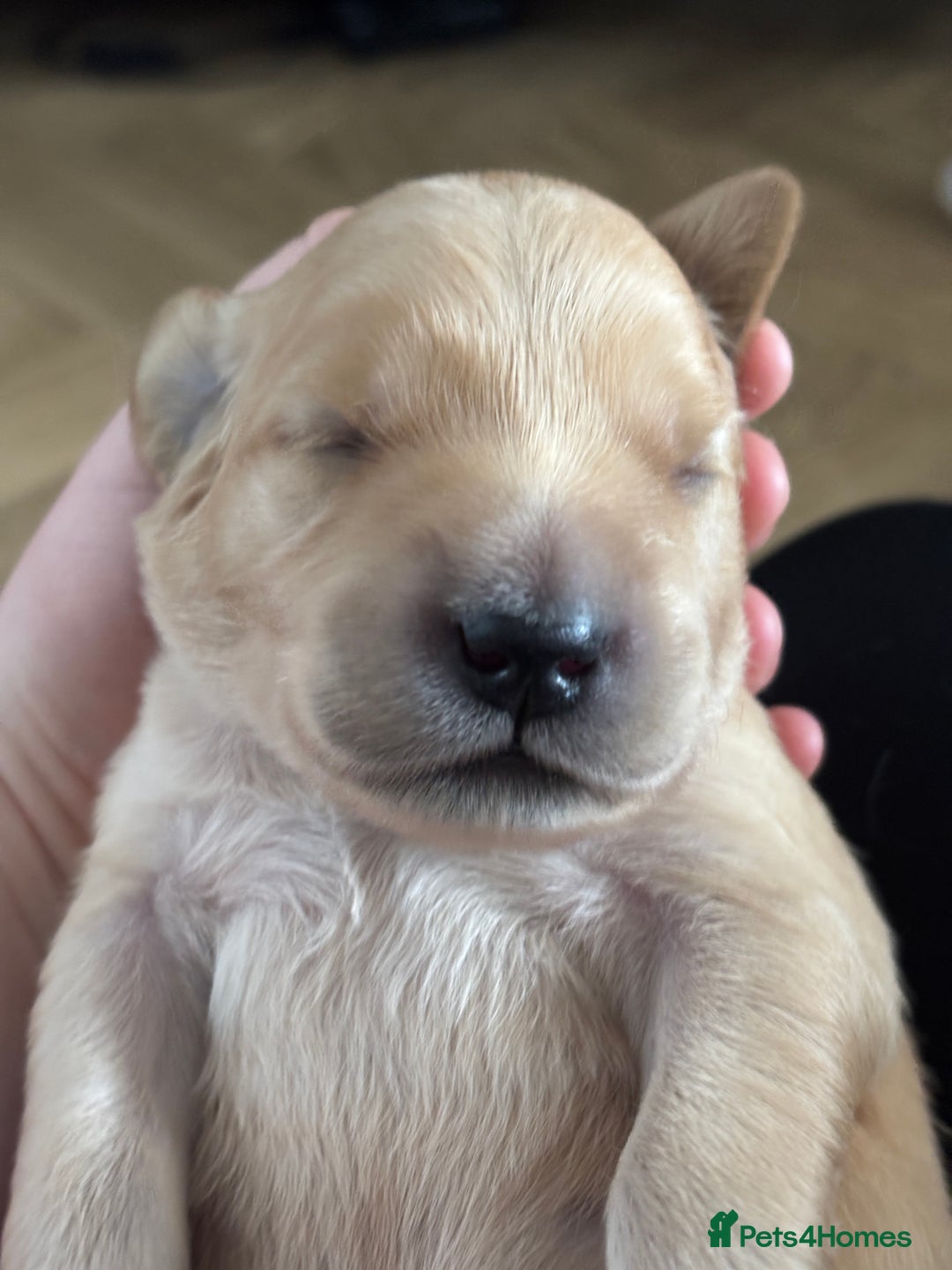 Golden Retriever dogs for sale: Pure bred Golden Retriever puppies - Image 2